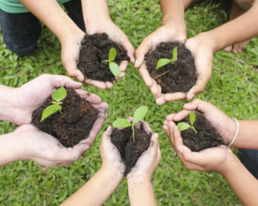 delhi plantation drive