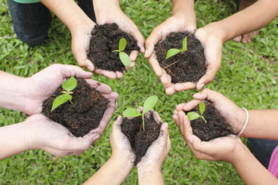 delhi plantation drive